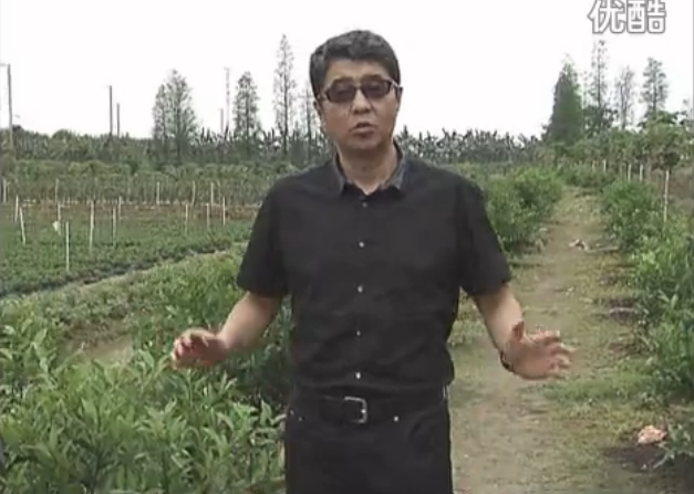 20160516珠江臺搖錢樹：柑橘小樹撒微補倍力、淋根力鈣