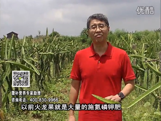 20160711珠江臺搖錢樹：火龍果用微補(bǔ)方案，開花坐果好，果實膨大品質(zhì)高