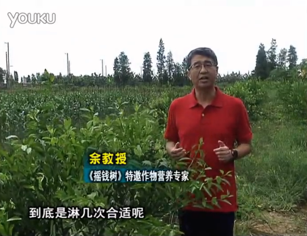 20160718珠江臺搖錢樹：柑橘放新梢怎么淋水肥好？2次微補秋梢整齊健壯