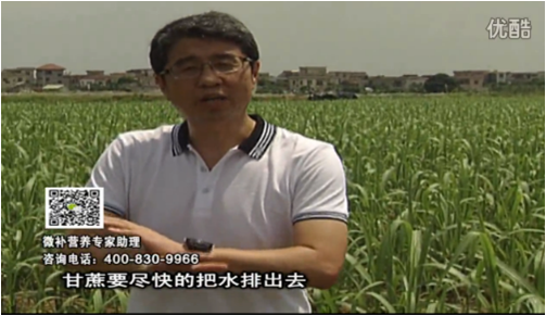 20160620珠江臺搖錢樹：甘蔗雨多漚根？淋微補(bǔ)根力鈣+精力、噴果力+壯力，促根壯長、甘蔗起灰好