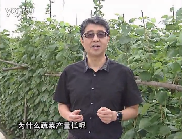 20160502珠江臺(tái)搖錢(qián)樹(shù)：雨水天多蔬菜漚根沒(méi)產(chǎn)怎么辦？撒微補(bǔ)倍力，噴花力+果力，提高坐果產(chǎn)量