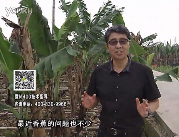 20160502珠江臺搖錢樹：香蕉撒微補(bǔ)倍力、噴果力+碧力，促根保葉、長勢快