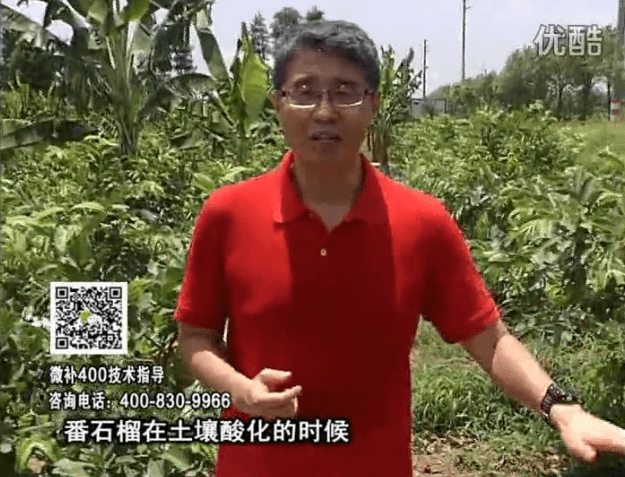 20160808珠江臺搖錢樹：番石榴用微補(bǔ)方案，保葉膨果、增產(chǎn)品質(zhì)高