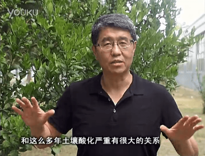 20160905珠江臺搖錢樹：柑橘秋風一吹就黃，調(diào)酸淋沖微補調(diào)力是關(guān)鍵，同時保樹膨果