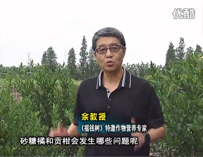 20160919珠江臺搖錢樹：柑橘用微補方案，減少秋梢落果裂果，保樹膨果好