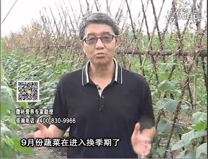 20160926珠江臺(tái)搖錢(qián)樹(shù)：換季蔬菜淋根力鈣精力促根壯長(zhǎng)，淋微補(bǔ)調(diào)力調(diào)酸減少病害