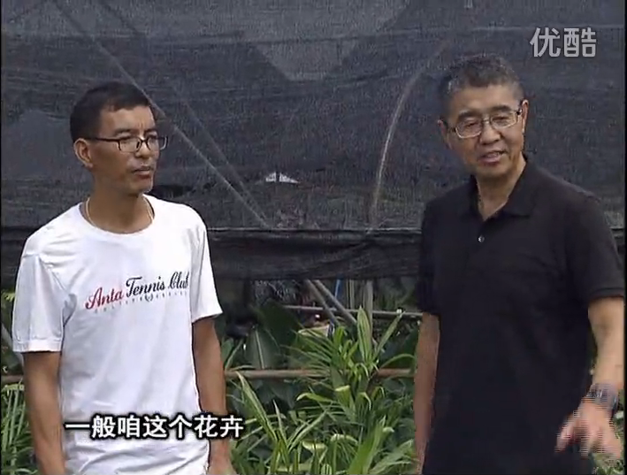 20161010珠江臺搖錢樹：盆栽花卉促根多，長勢青綠