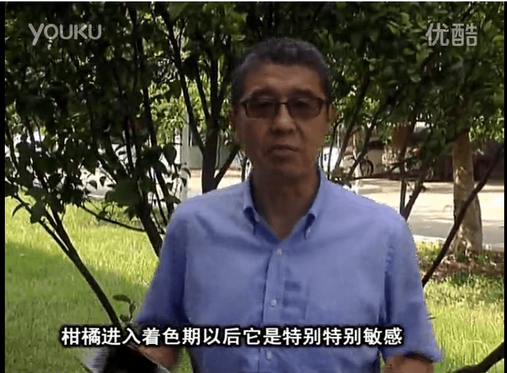 20161031珠江臺搖錢樹：柑橘噴紅果力、蓋力 鈣足果硬、裂果霜凍少