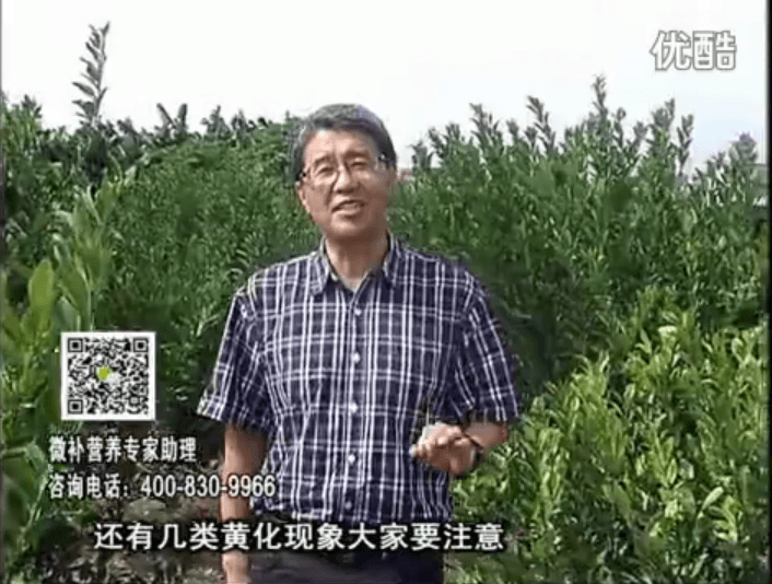 20161121珠江臺搖錢樹：柑橘黃化土酸根差是關(guān)鍵，澆施微補根力鈣+精力促根保樹