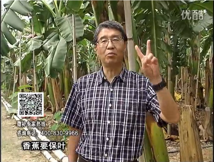 20161128珠江臺搖錢樹：香蕉用微補方案，預(yù)防減少黃葉、抽蕾膨蕉好