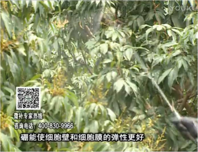 20170313珠江臺搖錢樹：荔枝噴微補果力+硼力，保果好