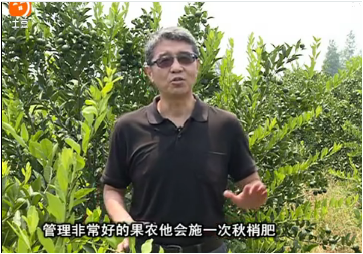 20170904珠江臺搖錢樹：柑橘用因迪樂，樹勢健壯、果品質(zhì)高