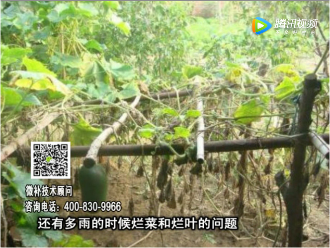 20170911珠江臺搖錢樹：蔥干尖蔬菜爛葉早衰？