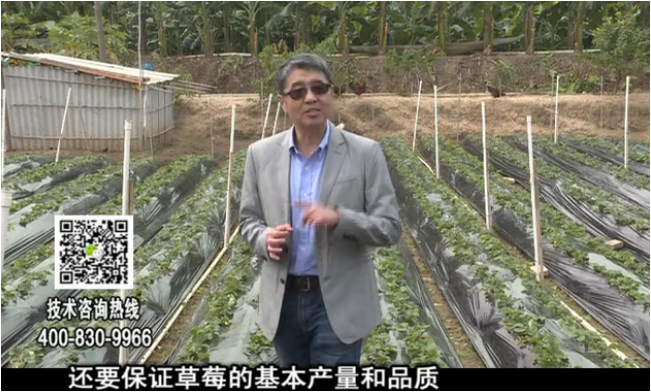 20180108珠江臺搖錢樹：草莓苗弱膨果增甜如何做？